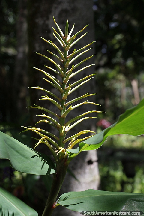 Aloe Vera, una planta suculenta que crece en Petrpolis. (480x720px). Brasil, Sudamerica.