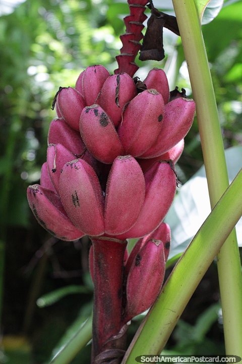 Bunch of pink bananas called the Scarlet banana growing in Petropolis. (480x720px). Brazil, South America.