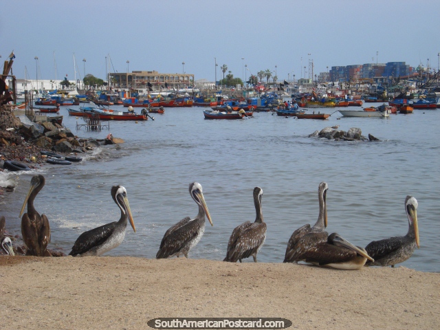 Where there are fishing boats, there are pelicans all along the pacific coast in Iquique. (640x480px). Chile, South America.