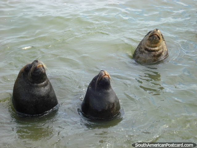Huge sea-lions in the water on the coast in Iquique. (640x480px). Chile, South America.