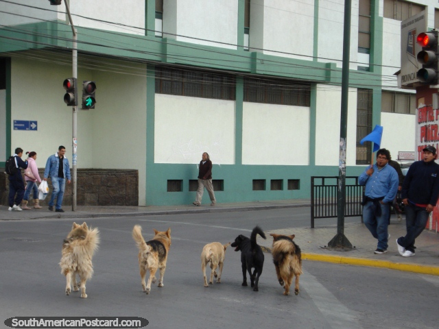 5 dogs cross the road together in Calama. (640x480px). Chile, South America.