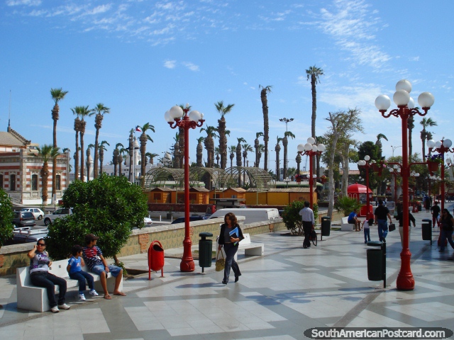 The landscape of Arica with its tall thin trees. (640x480px). Chile, South America.