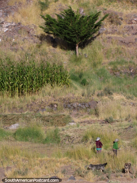2 mulheres locais que cortam a grama com os seus 2 ces em San Pedro de Atacama. (480x640px). Chile, Amrica do Sul.