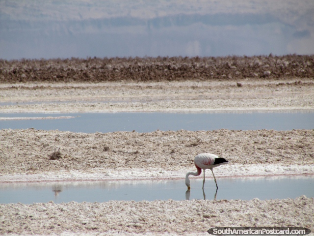 Um flamingo procura algo para comer nas guas salgadas da Lagoa Chaxa em San Pedro de Atacama. (640x480px). Chile, Amrica do Sul.