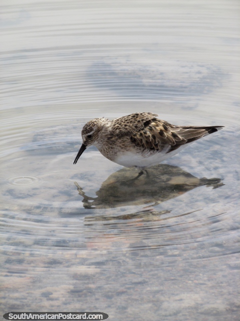 Não seguro exatamente o que estes pequenos pássaros procuram na de mar da Lagoa Chaxa, San Pedro de Atacama. (480x640px). Chile, América do Sul.