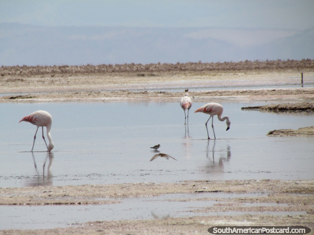 Flamingos na distância, esta foto tomou-se com um 35x zumbido, San Pedro de Atacama. (640x480px). Chile, América do Sul.