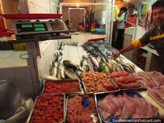 O homem na loja exibe o seu peixe da venda nos mercados de peixes de Coquimbo. (640x480px). Chile, América do Sul.