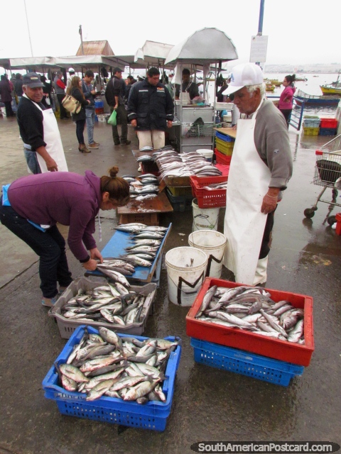 Baldes de peixe pronto para os mercados em Coquimbo. (480x640px). Chile, América do Sul.