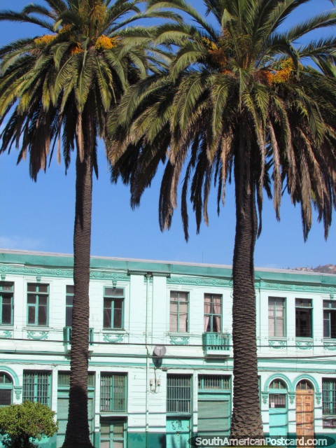 Historical green building and palm trees in Valparaiso. (480x640px). Chile, South America.