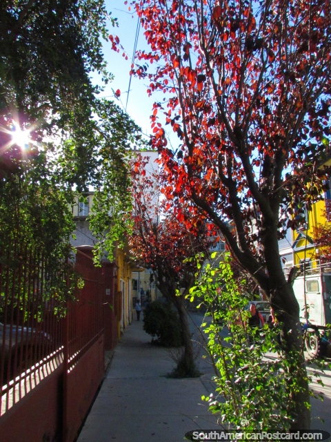 Red and green leaves sparkle in the sun at days end in Valparaiso. (480x640px). Chile, South America.
