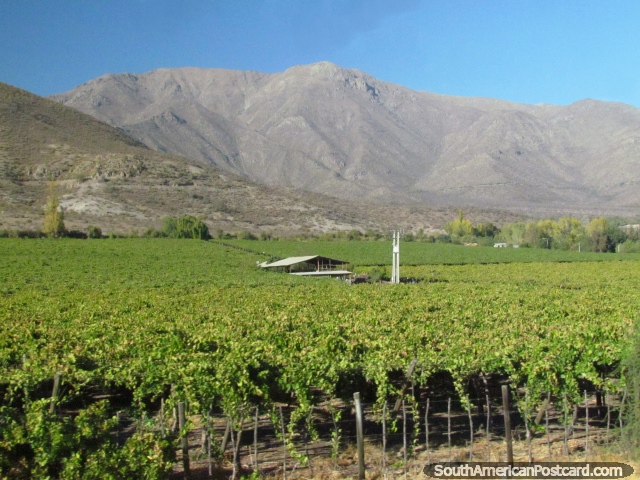 Vinhedos e criao de vinho em volta de Los Andes norte de Santiago. (640x480px). Chile, Amrica do Sul.