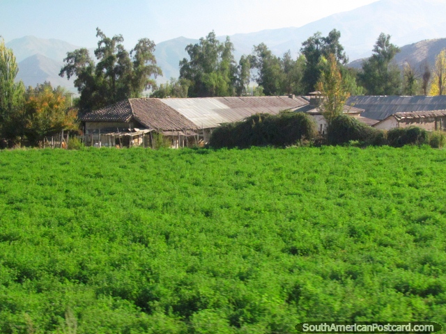 A farmhouse with much greenness around Los Andes north of Santiago. (640x480px). Chile, South America.