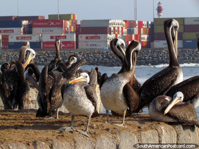 Pelicanos e containeres no porto em Iquique. (640x480px). Chile, América do Sul.