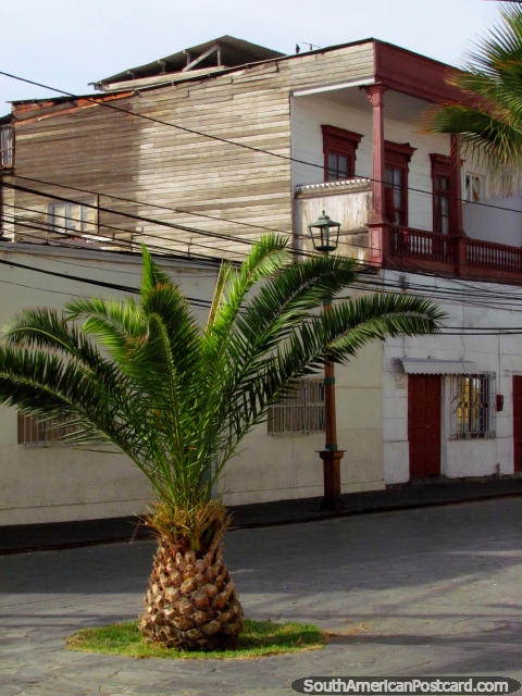 A pineapple shaped palm tree and historical building in Iquique. (480x640px). Chile, South America.