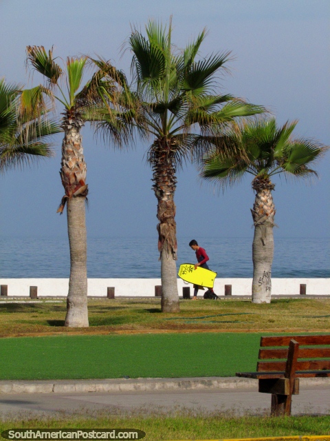 Boy with a boogie board walks past 3 palm trees in front of the beach in Iquique. (480x640px). Chile, South America.