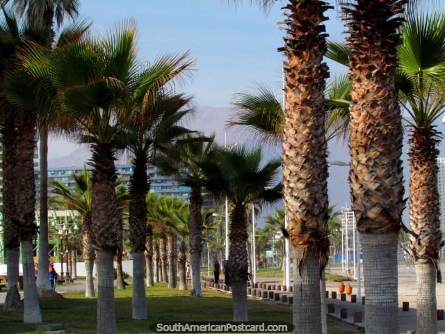 Um jardim de palmeiras em um gramado atrás de Praia de praia Cavancha em Iquique. (640x480px). Chile, América do Sul.