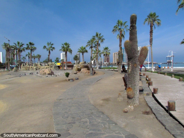 Caminho e calçadão em volta de cacto e rochas atrás de Praia Cavancha em Iquique. (640x480px). Chile, América do Sul.