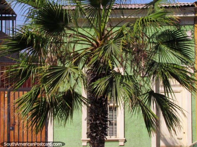 Palmeira verde em frente de uma casa verde em Iquique. (640x480px). Chile, América do Sul.