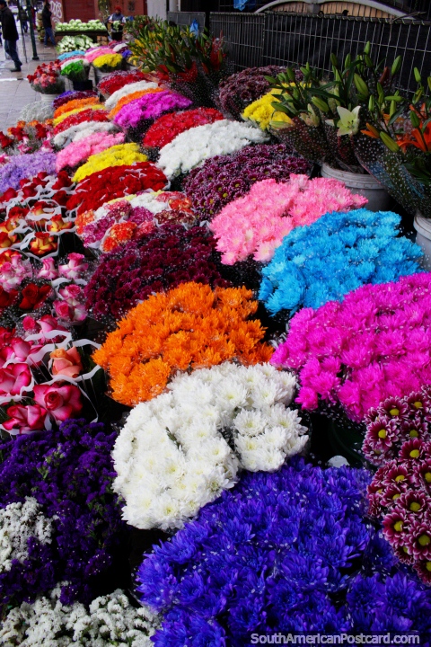 Fresh and real cut flowers at the markets in Temuco, beautiful colours. (480x720px). Chile, South America.