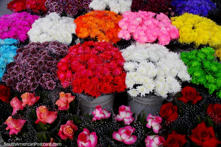 Flores de color rosa, naranja, blanco, amarillo, morado, rojo, verde a la venta en los mercados de Temuco. (720x480px). Chile, Sudamerica.