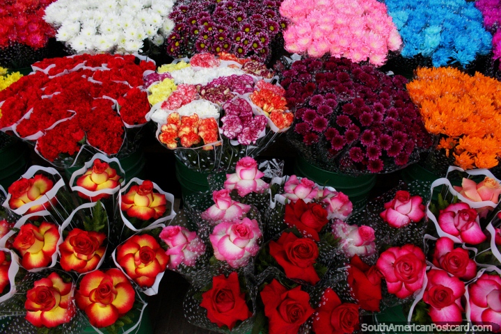 Rosa com combinaes em cores raramente v, para a venda nos mercados de Temuco. (720x480px). Chile, Amrica do Sul.
