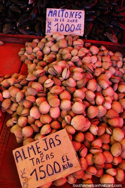 Moluscos de venda em Feira mercado Fluvial em Valdivia, pesos de $USD1.500 por quilo, $USD2,30. (480x720px). Chile, Amrica do Sul.