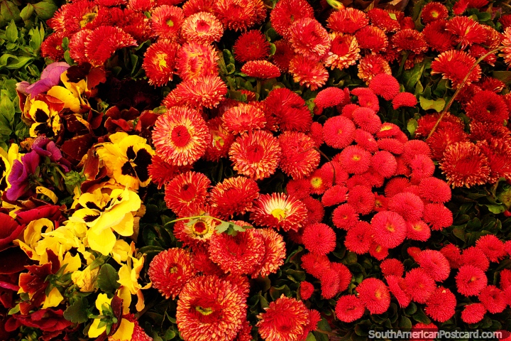 Flores coloridas frescas para la venta en Feria Fluvial, mercado de la orilla en Valdivia. (720x480px). Chile, Sudamerica.