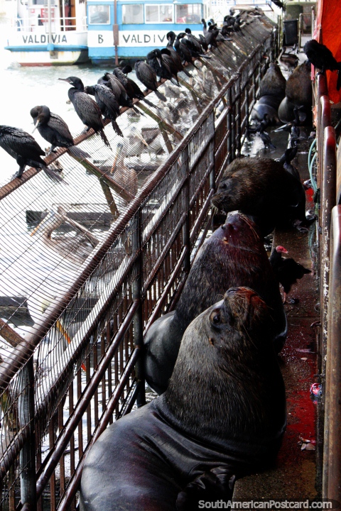 Una hilera de lobos marinos espera los restos de pescado en el mercado de Feria Fluvial en Valdivia. (480x720px). Chile, Sudamerica.