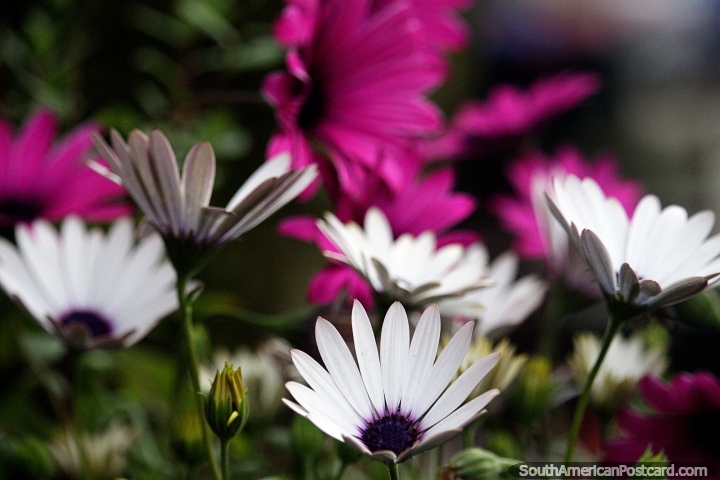 White and purple flowers of high quality at the Feria Fluvial market in Valdivia. (720x480px). Chile, South America.