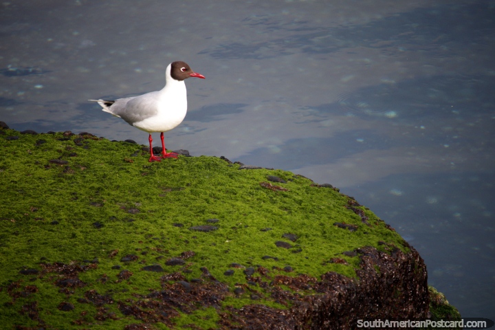 White seagull with a black head watches the water for fish in Puerto Montt. (720x480px). Chile, South America.