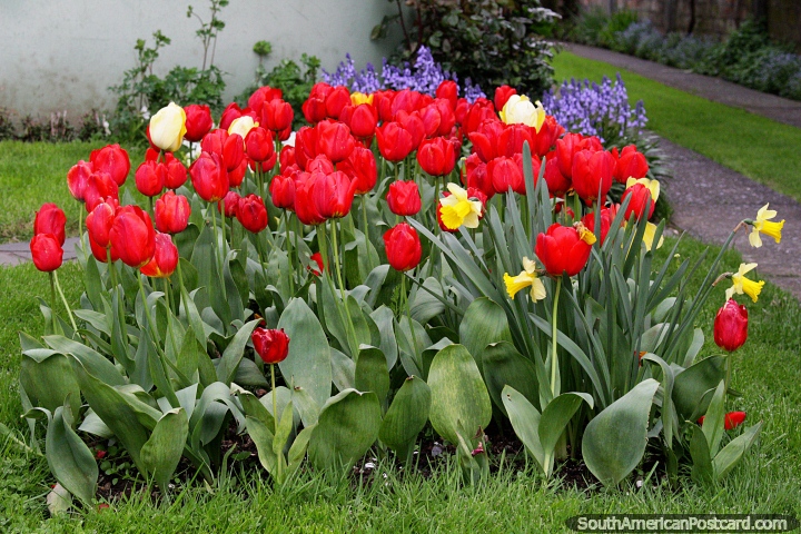 As tulipas vermelhas e amarelas crescem em um jardim em Osorno. (720x480px). Chile, Amrica do Sul.