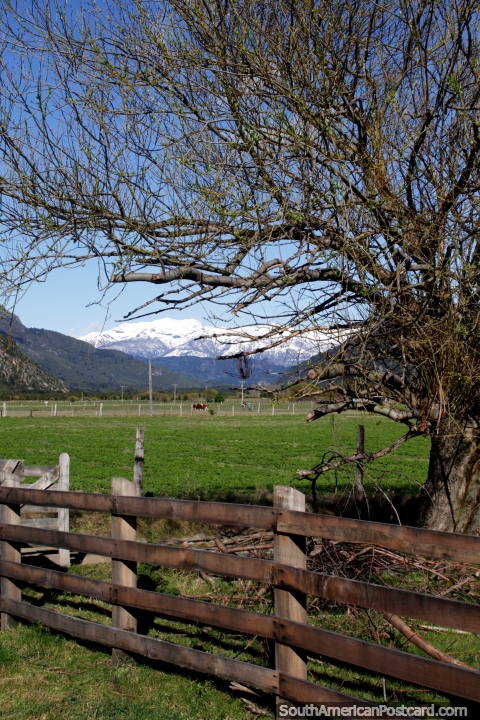 Campos verdes e montanhas cobertas de neve distantes na zona rural em volta de Futaleufu. (480x720px). Chile, Amrica do Sul.