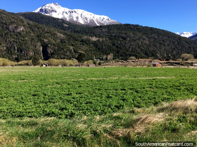 Pastagens verdes viosas na zona rural em volta do cruzamento de borda de Futaleufu. (640x480px). Chile, Amrica do Sul.