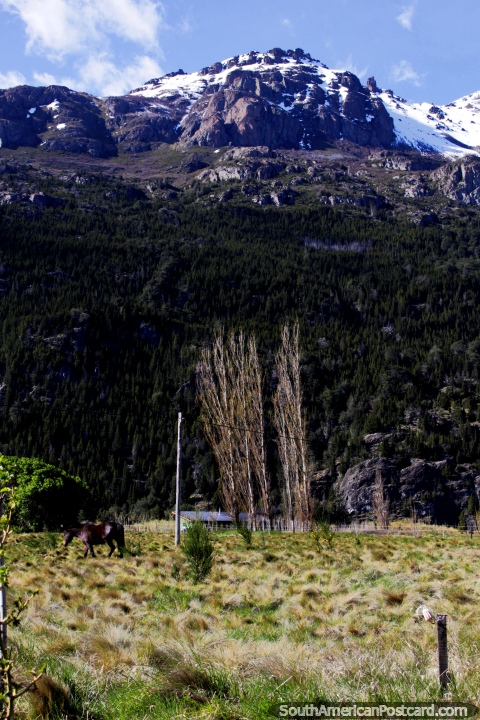 A black horse grazes in pastures beneath snow-capped mountains around Futaleufu. (480x720px). Chile, South America.