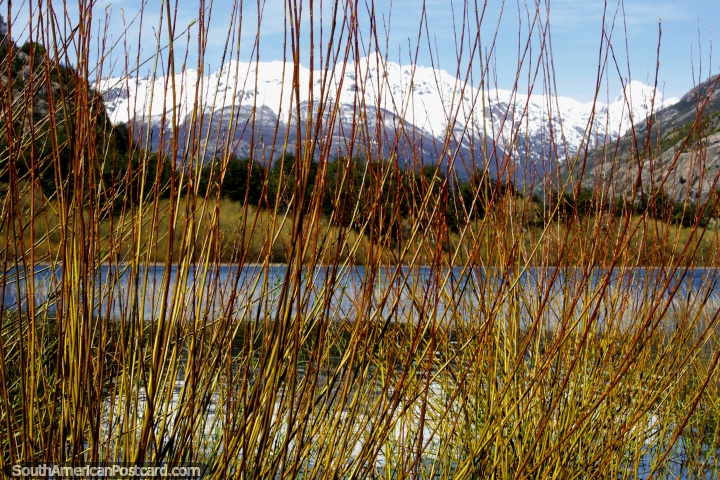 As canas criam uma cortina em frente de Lagoa Espejo (Lagoa de Espelho) em Futaleufu. (720x480px). Chile, Amrica do Sul.