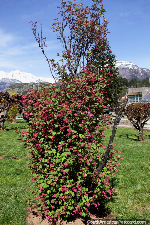 Flores rosa e rvore em uma rea ervosa do Praa de Armas em Futaleufu. (480x720px). Chile, Amrica do Sul.