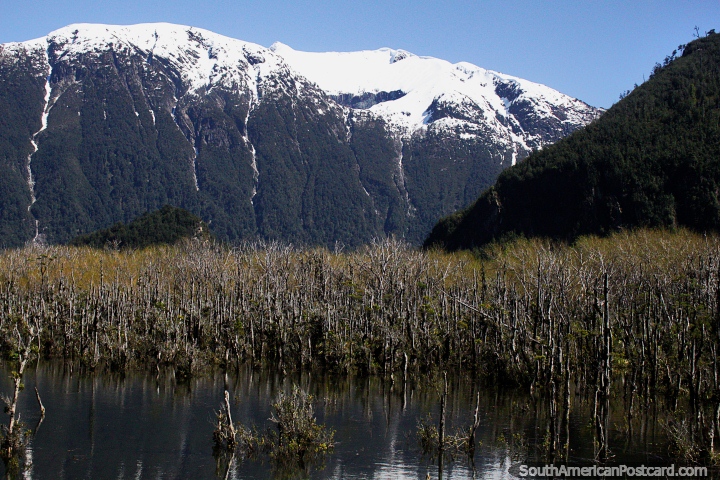 Selva pantanosa con ramas secas y montañas cubiertas de nieve detrás, al noreste de Villa Santa Lucia. (720x480px). Chile, Sudamerica.