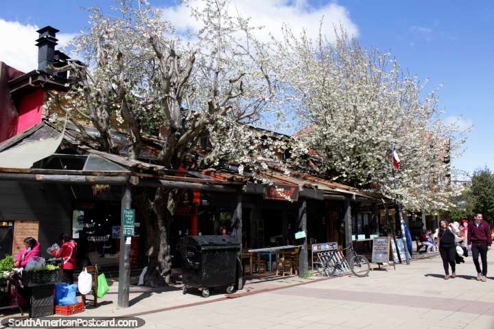 Árvores com folhas branco-vivas em volta das lojas no centro de Coyhaique. (720x480px). Chile, Amrica do Sul.
