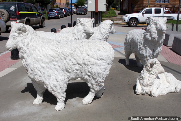Las ovejas perdidas están por todas partes en Coyhaique, alrededor de las calles de la ciudad. (720x480px). Chile, Sudamerica.
