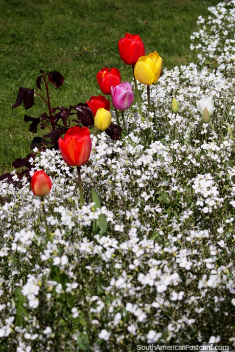 Los jardines de tulipanes son comunes en el sur de Chile, rojo, amarillo, morado y blanco en Coyhaique. (480x720px). Chile, Sudamerica.