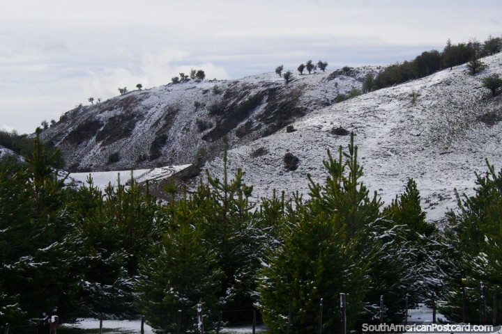 Pinheiros como árvores de Natal no tïtulo de neve para o sul fora de Coyhaique a Porto Rio Tranquilo. (720x480px). Chile, América do Sul.