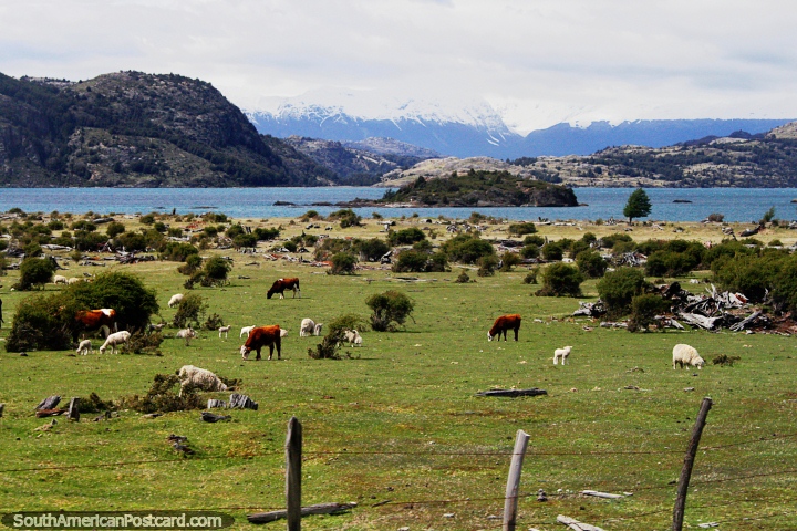 Vacas e ovelhas em terra de cultivo junto do lago entre Coyhaique e Porto Rio Tranquilo. (720x480px). Chile, América do Sul.