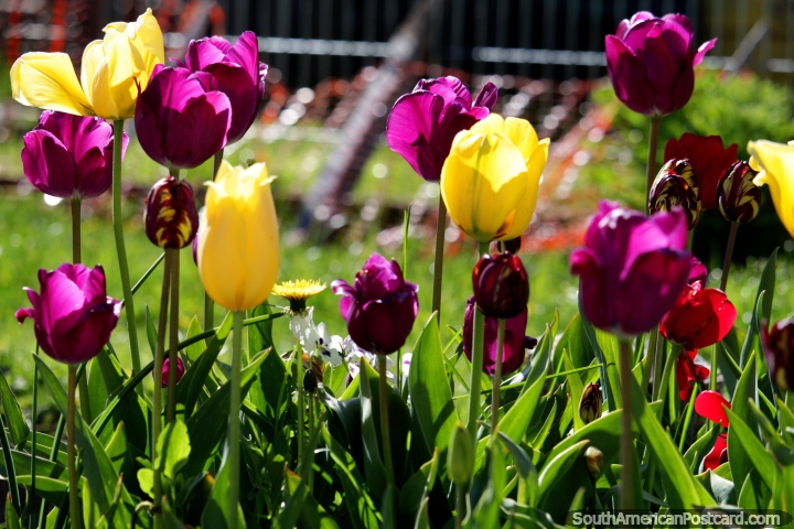 Beautiful purple and yellow tulips growing in the gardens of a house in Cochrane. (720x480px). Chile, South America.