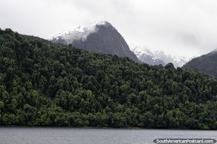 Forests of the fjords and snow-capped mountains between Puerto Cisnes and Puerto Gala. (720x480px). Chile, South America.