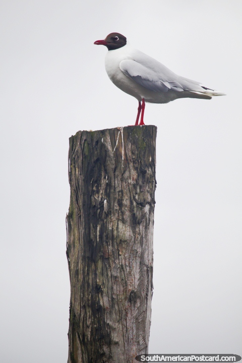 River bird with black head and grey and white body stands on a stilt in Castro. (480x720px). Chile, South America.