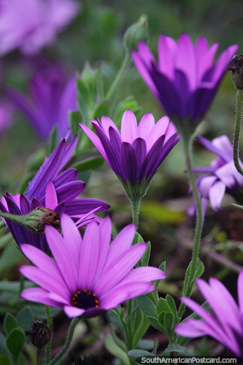 Purple daisies blossom in gardens in the cool climate in Castro in late October. (480x720px). Chile, South America.