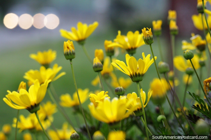 Yellow daisies reach for the sky while 2 cars lights create bokeh in Castro. (720x480px). Chile, South America.