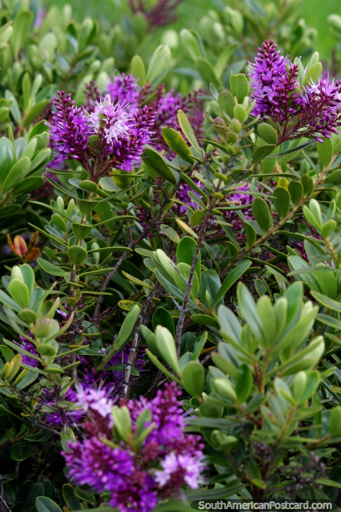 A flor purpúrea floresce nos jardins verdes em volta de Castro. (480x720px). Chile, América do Sul.
