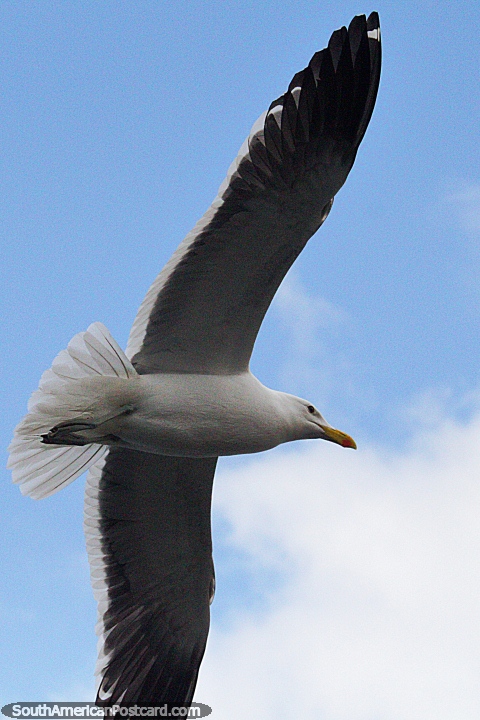 A grande gaivota com uma larga envergadura da asa põe-se em fuga em Castro. (480x720px). Chile, América do Sul.