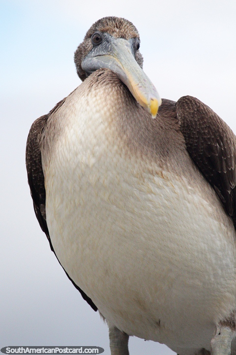 Este pelicano tem uma barriga gorda cheia do peixe mas em todo o caso quer mais, em Castro. (480x720px). Chile, América do Sul.